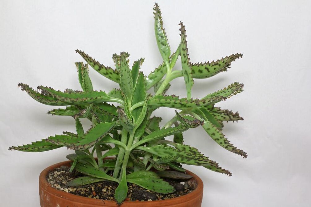 Kalanchoe prostatīta ārstēšanai