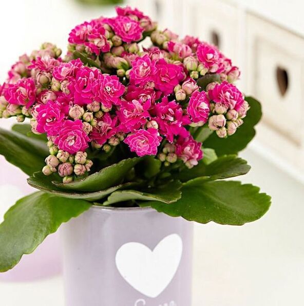 Kalanchoe prostatīta ārstēšanai