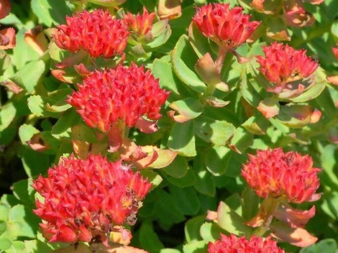 Rhodiola rosea prostatīta ārstēšanai